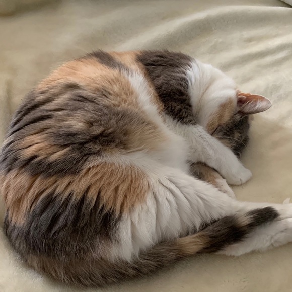 I’m Robin, your Posh Ambassador! - Picture 3 of 7